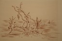 Fish Hanging From Driftwood (Pen & Ink) 1950